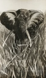 Slon africký
