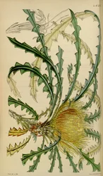 Curtisův botanický časopis - talíř 4633 - Dryandra nobilis