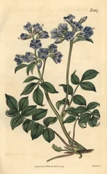 Polemonium reptans – polemonium plazivé, Polemonium reptans. Ručně kolorovaná botanická rytina od Weddella z Curtis