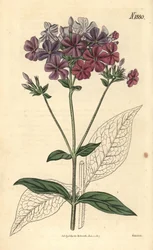 Flox křížovitý nebo lychnidea, Phlox acuminata. Ručně kolorovaná botanická rytina od Weddella z Curtisova botanického časopisu Johna Simse, Couchman, Londýn.