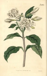 Neronova koruna – květina Pinwheel, Tabernaemontana divaricata (širokolistá růže, Nerium coronarium). Ručně kolorovaná botanická rytina od Weddella z Curtisova botanického časopisu Johna Simse, Couchman, Londýn.