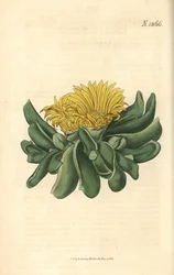 Ficoide – fíkovník plochý, Mesembryanthemum depressum. Ručně kolorovaná botanická rytina od Weddella z Curtisova botanického časopisu Johna Simse, Couchman, Londýn.