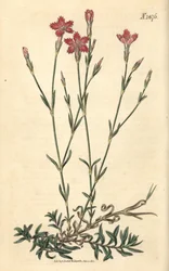 Karafiát polní – Dianthus campestris. Ručně kolorovaná botanická rytina od Weddella z Curtisova botanického časopisu Johna Simse, Couchman, Londýn.