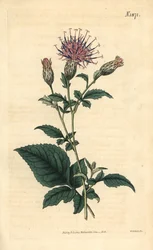 Pětilistá saretta – Klasea quinquefolia (pětilistá pílka, Serratula quinquefolia). Ručně kolorovaná botanická rytina od Weddella z Curtisova botanického časopisu Johna Simse, Couchman, Londýn.