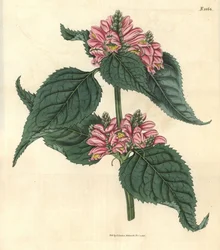 Galane de Lyon – lyonská želva, Chelone lyonii (Chelone major). Ručně kolorovaná botanická rytina od Weddella z Curtisova botanického časopisu Johna Simse, Couchman, Londýn.