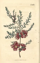 Melaleuca s tymiánovým listem – Melaleuca thymifolia. Ručně kolorovaná botanická rytina od Weddella z Curtisova botanického časopisu Johna Simse, Couchman, Londýn.