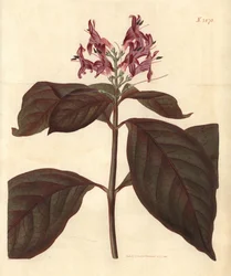 Mléko Panny Marie – karikaturní rostlina, Graptophyllum pictum (Justicia picta lurido-sanguinea). Ručně kolorovaná botanická rytina od Weddella z Curtisova botanického časopisu Johna Simse, Couchman, Londýn.