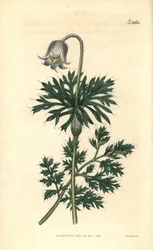 Bledokvětá sasanka luční, Anemone pratensis obsoleta. Ručně kolorovaná botanická rytina od Weddella z Curtisova botanického časopisu Johna Simse, Couchman, Londýn.