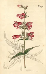 Penstemon zvonkovitý, květina