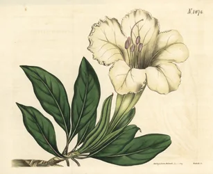Solander nebo trubkovitá liána – Solandra velkokvětá, Solandra grandiflora. Ručně kolorovaná botanická rytina od Weddella z Curtisova botanického časopisu Johna Simse, Couchman, Londýn.