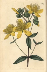 Třezalka tečkovaná – třezalka olympijská, Hypericum olympicum (třezalka tečkovaná širokolistá, Hypericum olympicum latifolium). Ručně kolorovaná botanická rytina od Weddella z časopisu John Sims