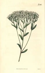 Stevia – Stevia eupatoria (Stevia hyssopifolia). Ručně kolorovaná botanická rytina od Weddella z Curtis