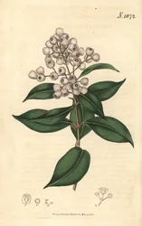 Syzygium smithii (Eugenia kulovitá, Eugenia elliptica). Ručně kolorovaná botanická rytina od Weddella z časopisu John Sims
