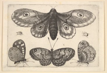 Můra, tři motýli a dva brouci, 1646.