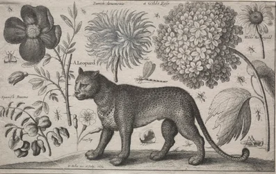 Zvířata a rostliny: Leopard s rostlinami a hmyzem, 1662.