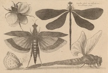 Vážky a Bumble Bee, 1646.
