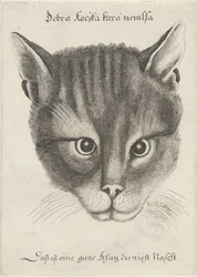 Hlava kočky