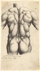 Nahé mužské torzo při pohledu zezadu, 1645.