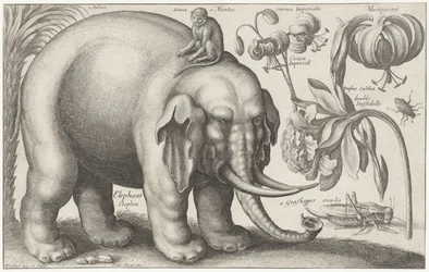 Slon, opice, květiny a hmyz Rostliny a zvířata (název série) Animalium Ferarum (název série na objektu)