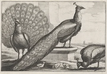 Pávi. Diversae avium species (název série)