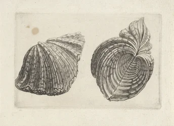 Shell, hroch hroch Shells (název série)