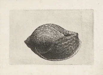 Shell, tonna perdix Shells (název série)