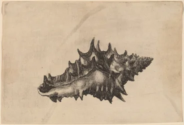 Skořápka (Vasum ceramicum)