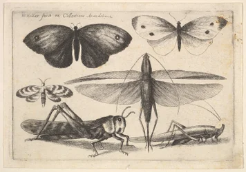 Šest hmyzu, 1646.