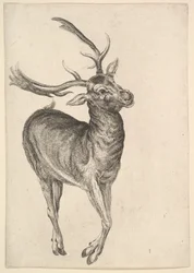 Jelen, 1625-77.