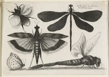 Sada motýlů, jeden z dvanácti, 1646