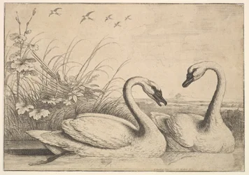 Dvě labutě, 1654-58.