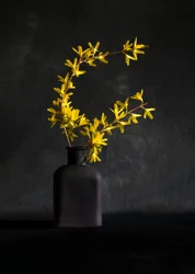 Váza s žlutou forsythií