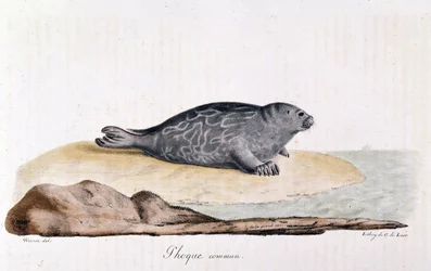Seal commum - kresba Wernera