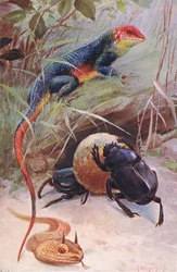 Gama, Horned Viper a Sacred Beetle, ilustrace z Wildlife of the World, kolem roku 1910