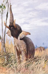 Africký slon, ilustrace z Wildlife of the World, kolem roku 1910