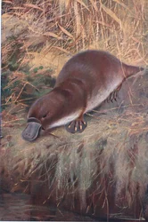 Duckbill, ilustrace z Wildlife of the World, c.1910
