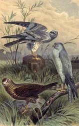 Harriers, n. 1910 (kuva)