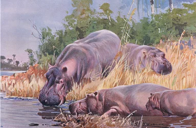 Hroch, ilustrace z Wildlife of the World, c.1910