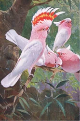 Kakadu Leadbeaterův, ilustrace z knihy Divoká příroda světa, kolem 1910