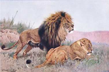 Lev a lvice, ilustrace z Wildlife of the World, kolem roku 1910