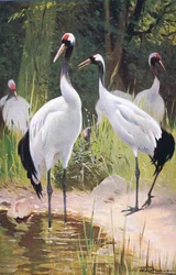 Jeřáb mandžuský, z publikace Wildlife of the World vydané nakladatelstvím Frederick Warne & Co, kolem 1900