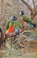 Senegalský papoušek, ilustrace z Wildlife of the World, c.1910