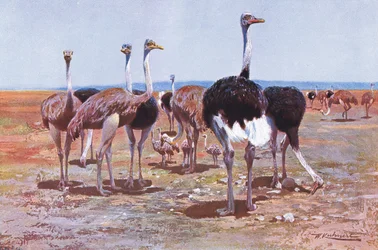 Pštros somálský, ilustrace z Wildlife of the World, kolem roku 1910