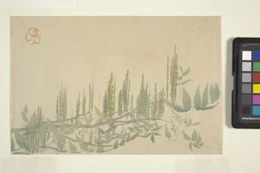 Wisteria, cca 1908 (barevný dřevořez)