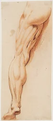 Anatomická studie (écorché). Mužova stažená levá noha při pohledu zezadu