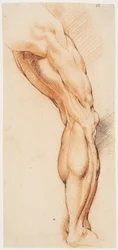 Anatomická studie (écorché). Mužova stažená pravá noha při pohledu zezadu otočená doprava