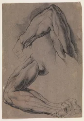 Anatomická studie (écorché). Dvě studie mužské stažené levé paže