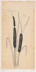 orobince