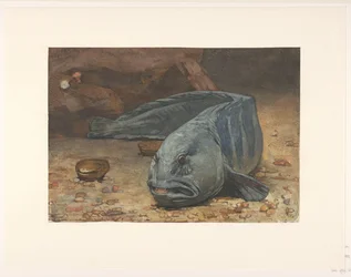 Wolffish na dně akvária