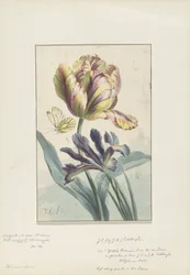 Tulipán a kosatec